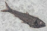 Wide Green River Fossil Fish Mural - Authentic Fossils #104585-1